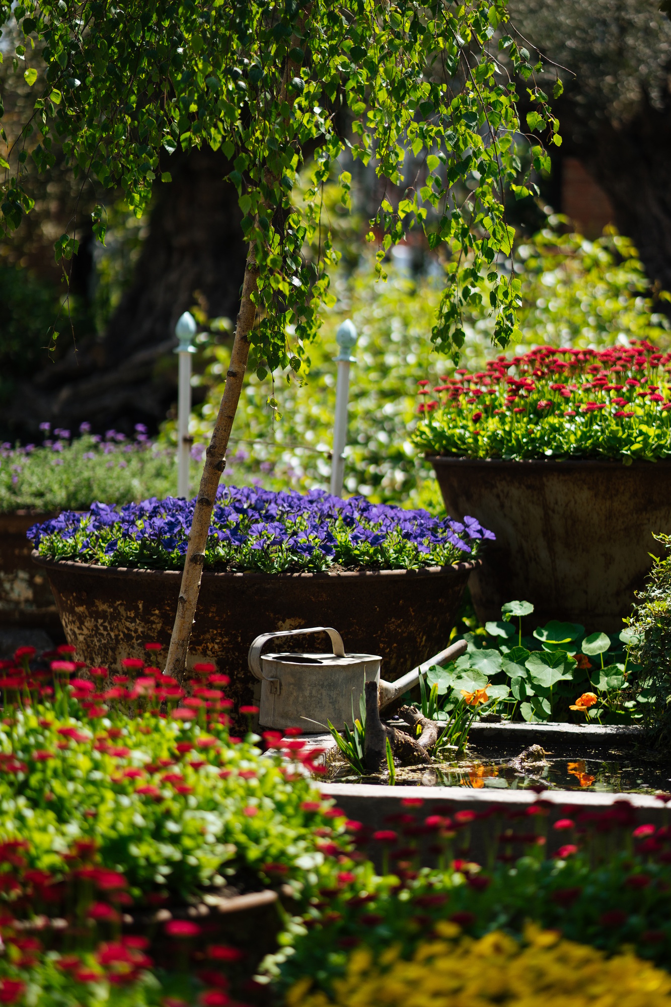 Garden with multicolor flowers