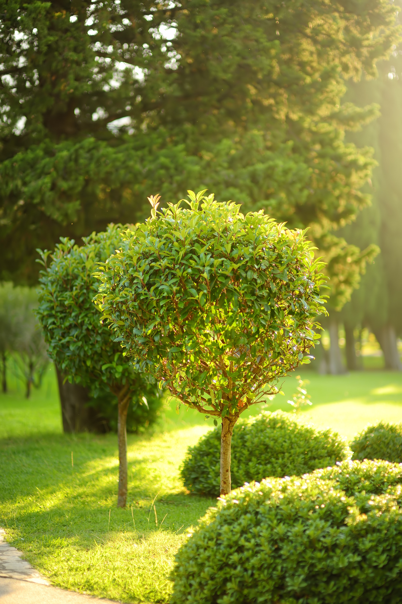 Ornamental trees and bushes in public park on sunny summer day.